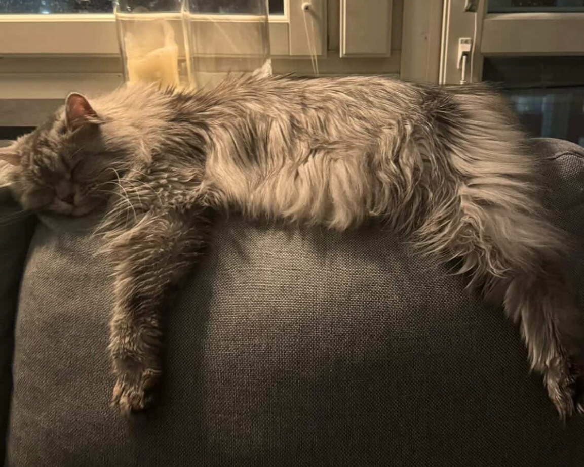 Bonnie mugg